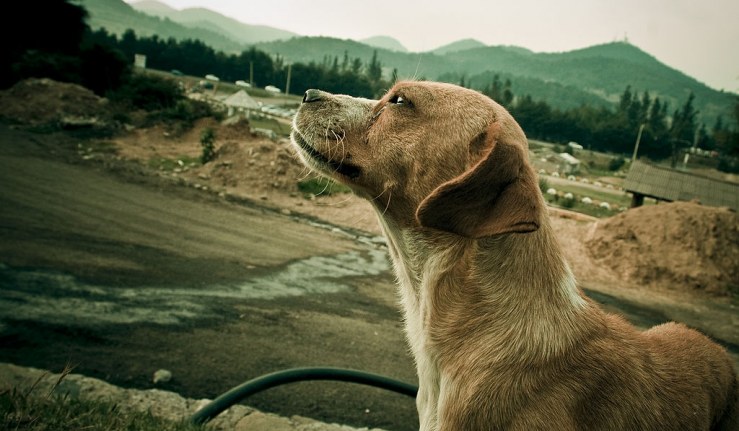 Observando su territorio