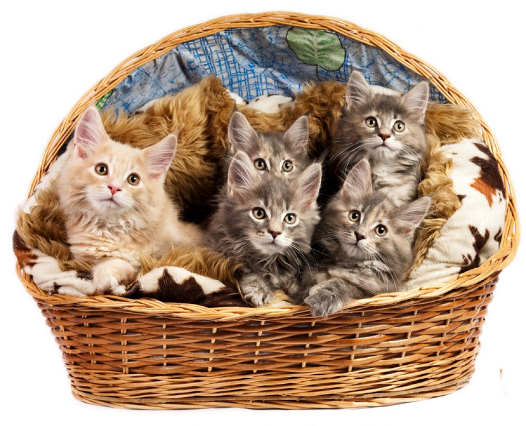 5 Котят в корзине