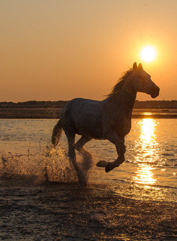 Horse running at sunset